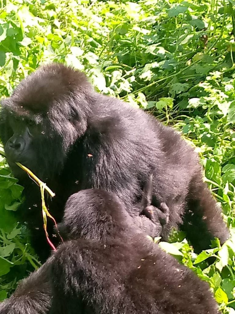 4 Days Gorilla Trekking Rwanda
